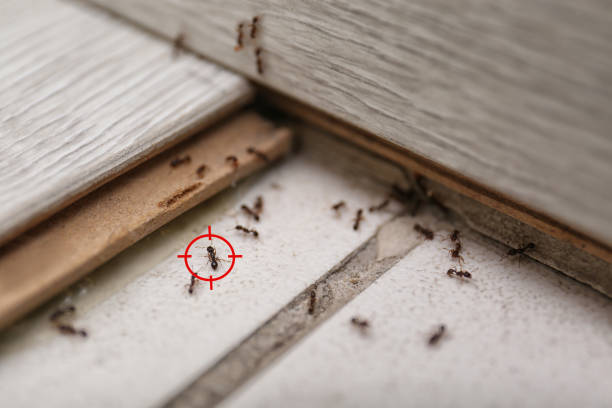 Pest Control Cost in Dayton, NV