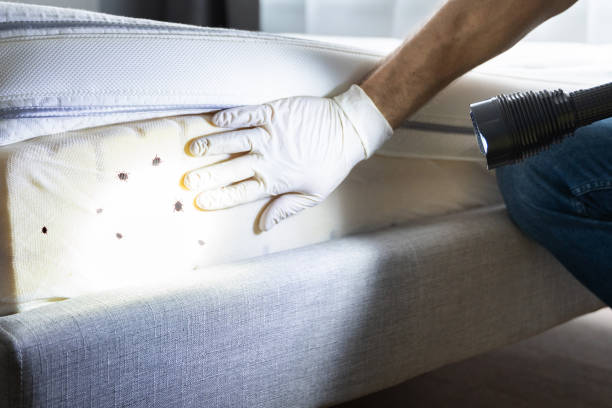 Best Flea Control Services  in Dayton, NV