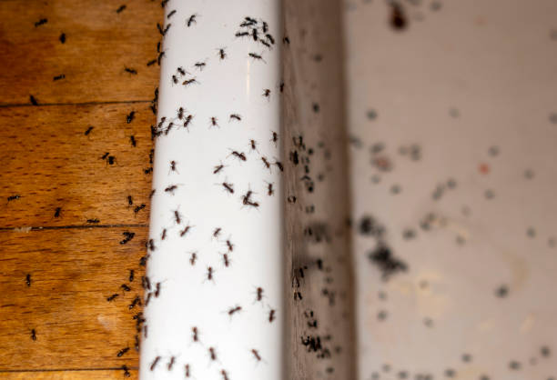 Best Affordable Pest Control Services  in Dayton, NV