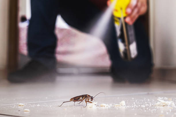 Wasp Removal Services in Dayton, NV