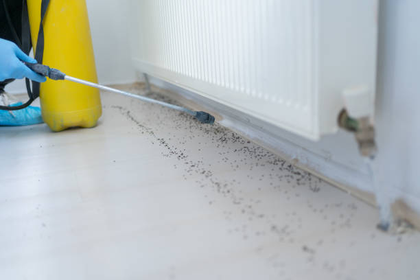 Best Pest Prevention Services  in Dayton, NV